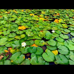 Meet your Posher, MidoriYugen